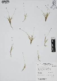 Eriocaulon bilobatum image