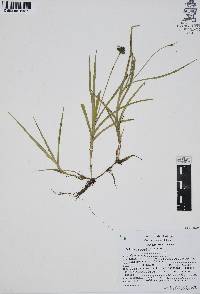 Fuirena repens image