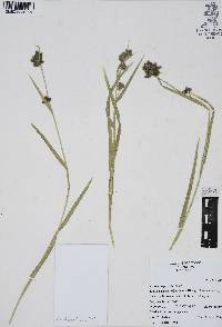 Fuirena repens image