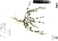 Image of Glandularia amoena