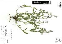 Glandularia elegans image