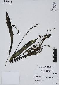 Govenia purpusii image