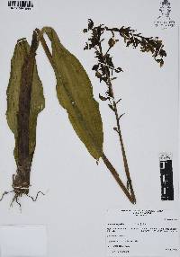Govenia superba image