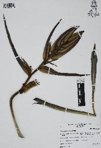 Heliconia schiedeana image