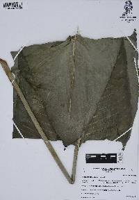 Heliconia schiedeana image