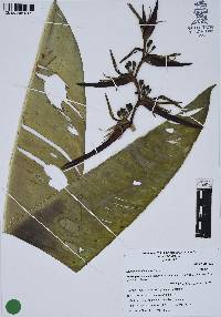 Heliconia schiedeana image