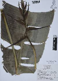 Heliconia schiedeana image