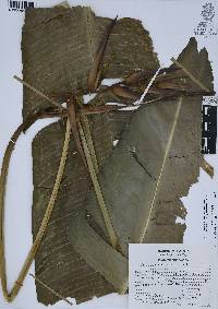 Heliconia schiedeana image