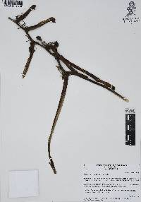 Heliconia schiedeana image