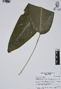 Heliconia schiedeana image