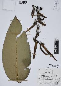 Heliconia schiedeana image