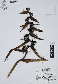 Heliconia schiedeana image