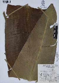 Heliconia schiedeana image