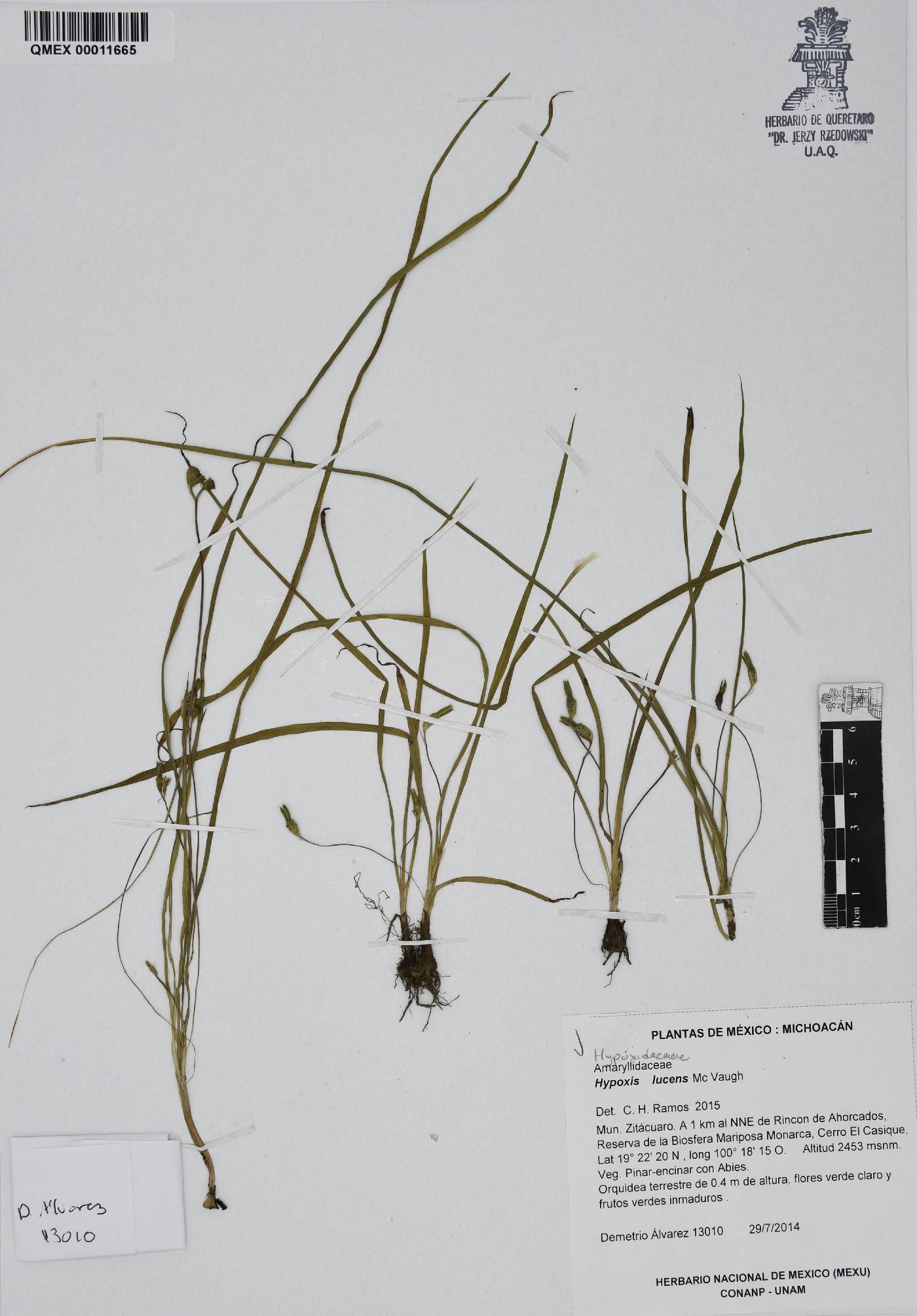 Hypoxis lucens image