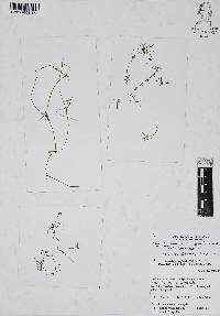 Najas guadalupensis image