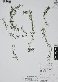 Najas guadalupensis image