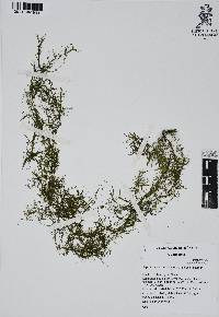 Najas guadalupensis image