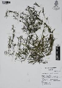 Najas guadalupensis image