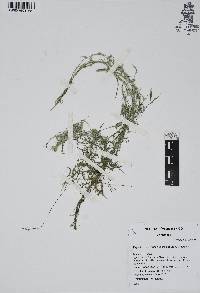 Najas guadalupensis image