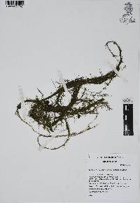Najas guadalupensis image