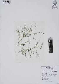 Najas guadalupensis image