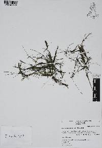 Najas guadalupensis image
