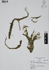 Najas guadalupensis image