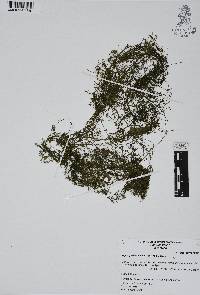 Najas guadalupensis image