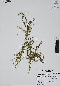 Najas guadalupensis image