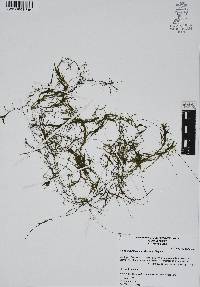 Najas guadalupensis image