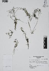 Najas guadalupensis image