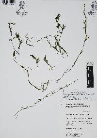 Najas guadalupensis image