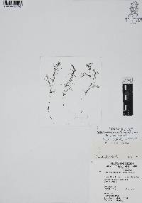 Najas guadalupensis image