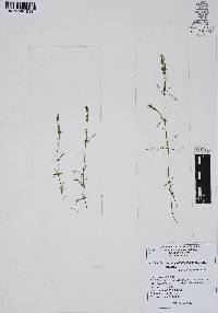 Najas guadalupensis image