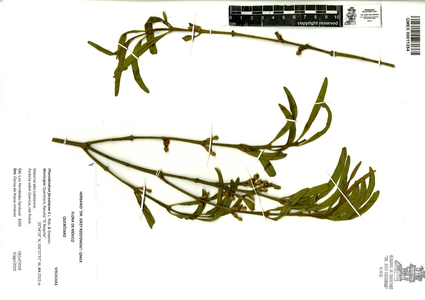 Phoradendron forestierae image