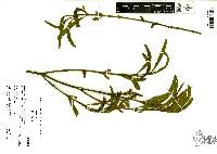 Phoradendron forestierae image