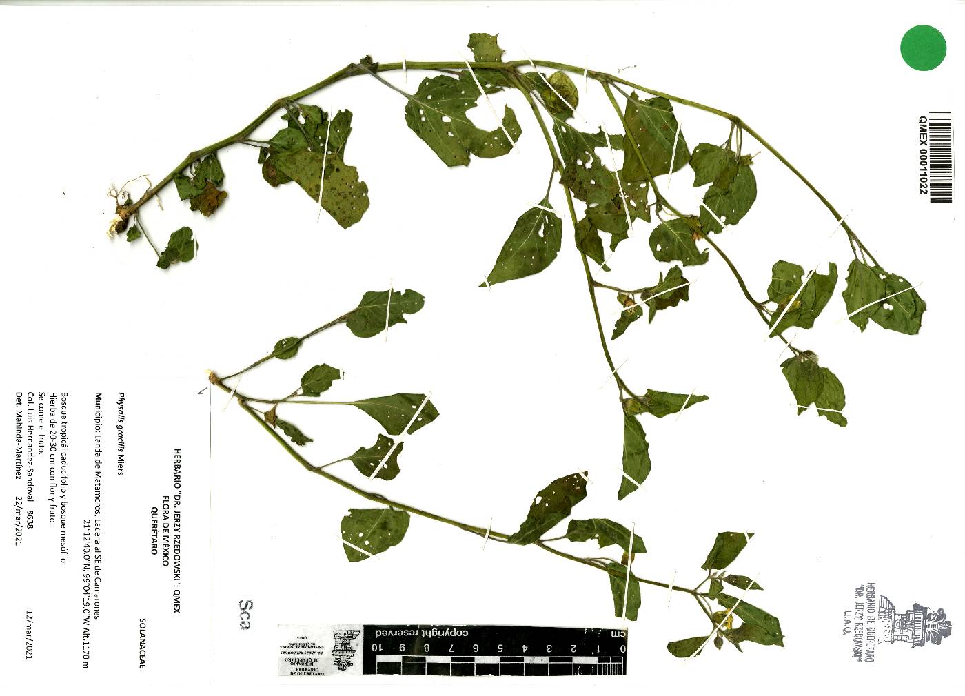 Physalis gracilis image