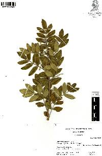 Rhus virens image