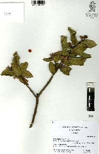 Rhus standleyi image