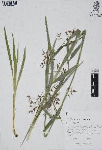 Rhynchospora aristata image