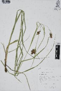 Rhynchospora aristata image