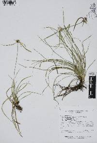 Rhynchospora nervosa image