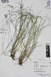 Rhynchospora radicans image