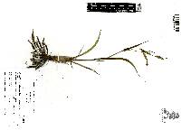 Sisyrinchium angustissimum image