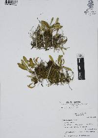 Specklinia tribuloides image