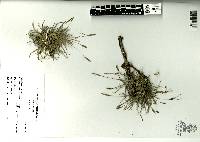 Tillandsia recurvata image