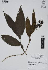 Tropidia polystachya image