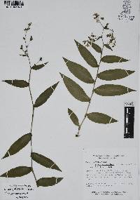 Tripogandra grandiflora image