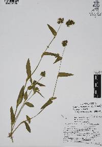 Callisia purpurascens image