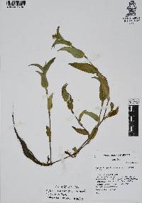 Callisia purpurascens image